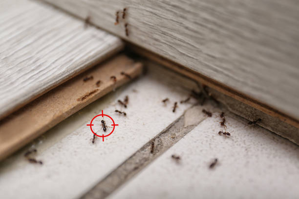 Best Termite Control Services  in Rio Dell, CA