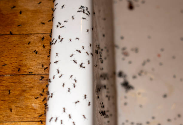 Best Best Pest Control Companies  in Rio Dell, CA