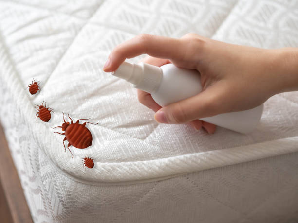 Professional Pest Control in Rio Dell, CA