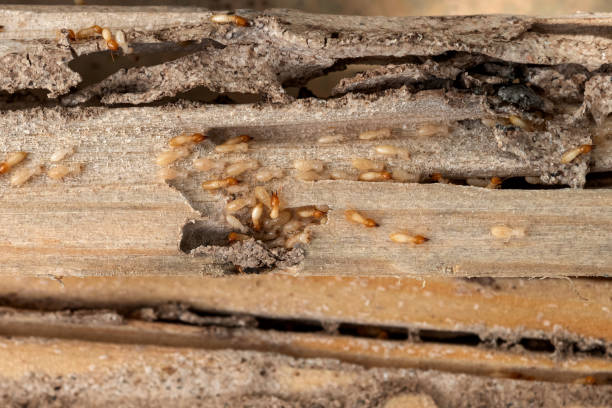 Best Commercial Pest Control Services  in Rio Dell, CA