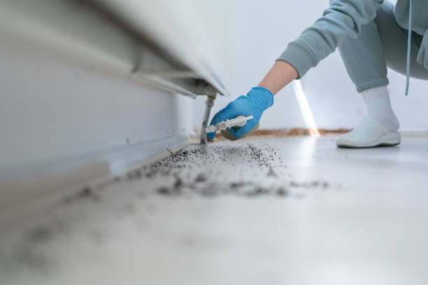 Best Affordable Pest Control Services  in Rio Dell, CA