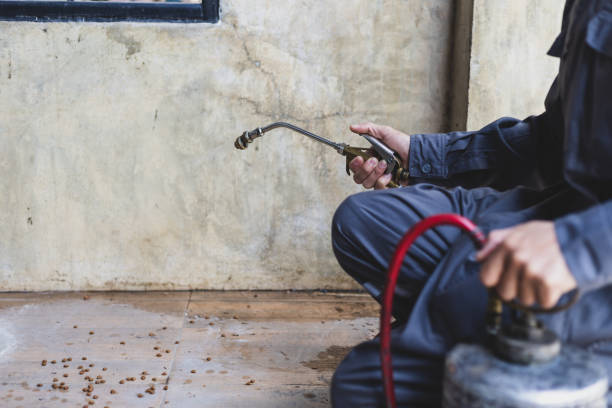Best Termite Control Services  in Rio Dell, CA